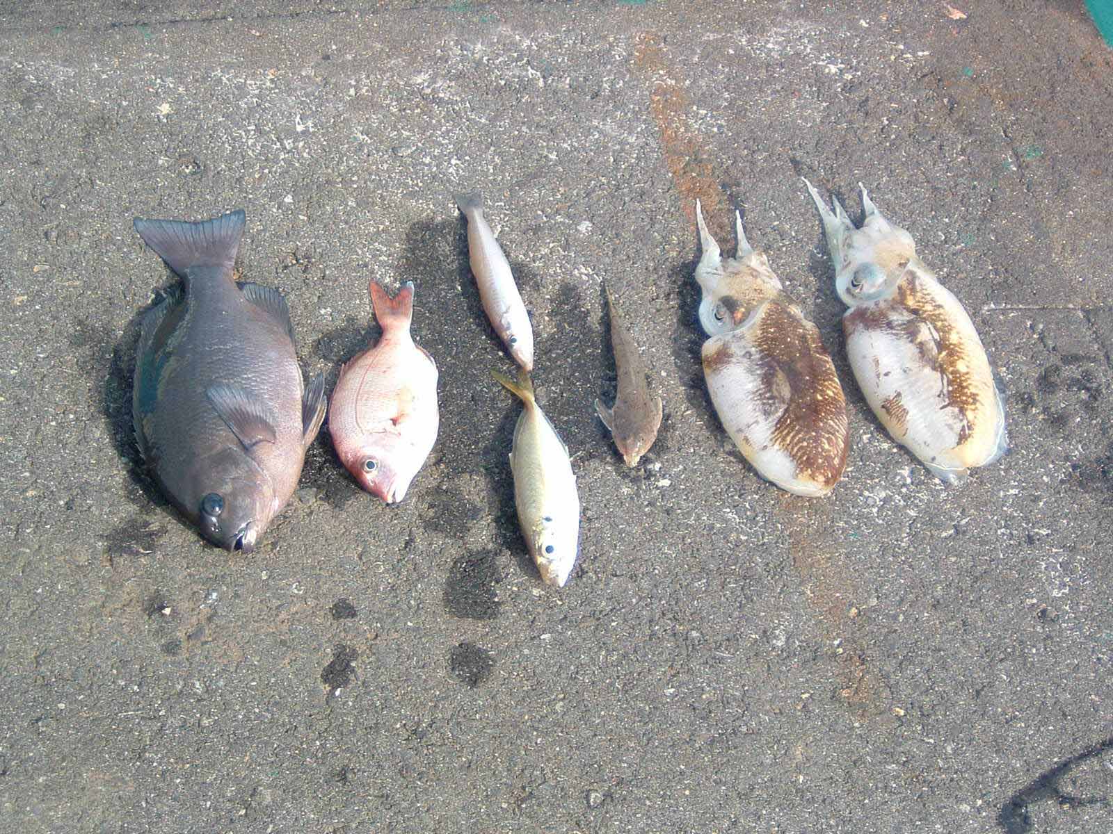 釣果