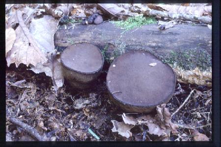 �����̂��̂�