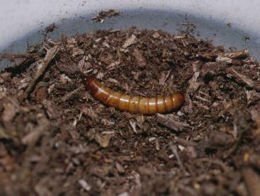 静岡の身近な昆虫たち ゴミムシダマシ（8）