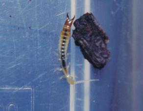 静岡の身近な昆虫たち コムシ