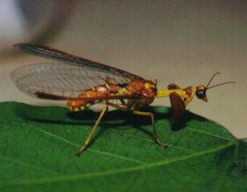 静岡の身近な昆虫たち カマキリモドキ・ツノトンボ