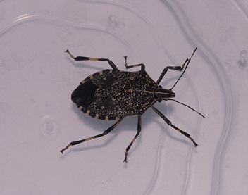 静岡の身近な昆虫たち カメムシ（カメムシ 13）