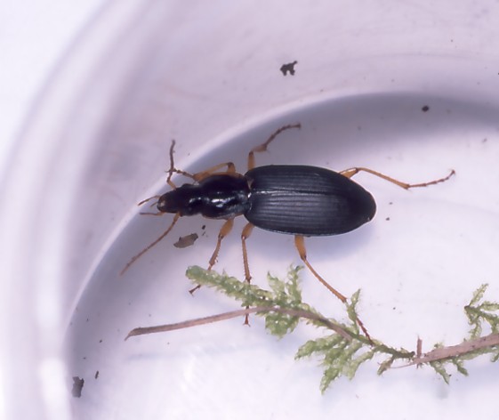 静岡の身近な昆虫たち ゴミムシ（3）