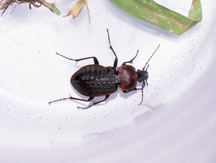 静岡の身近な昆虫たち ゴミムシ（オサムシ 3）