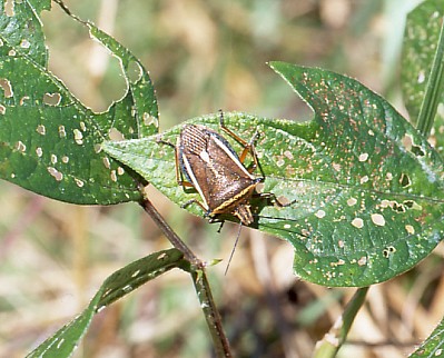 静岡の身近な昆虫たち カメムシ（クチブトカメムシ １）