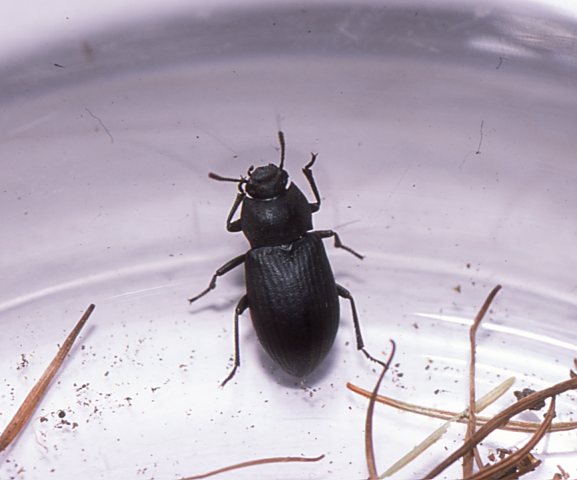 静岡の身近な昆虫たち ゴミムシダマシ（12）