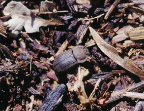 静岡の身近な昆虫たち ゴミムシダマシ（12）