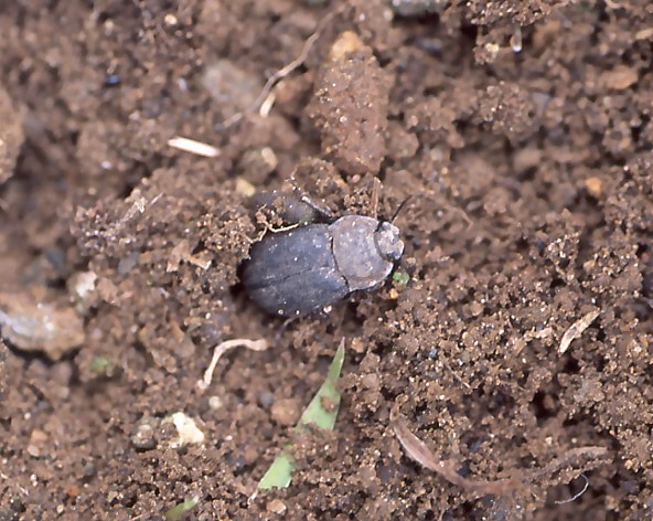 静岡の身近な昆虫たち ゴミムシダマシ（12）