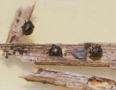 静岡の身近な昆虫たち カメムシ（カメムシ 13）