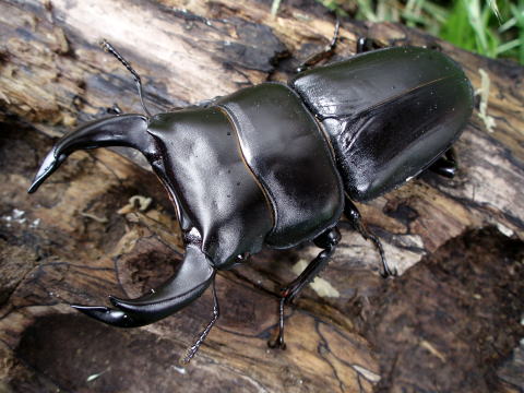 オオクワガタ　写真に写ってる分全部 日本のクワガタムシ♂♀の見分け方 ヒメオオクワガタ - クワガタ