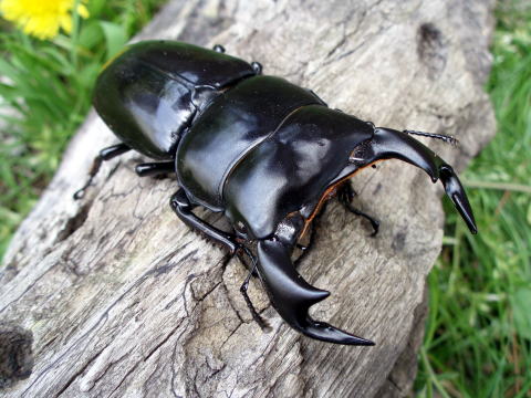 アンタエウス ブータン ブータンアンタエウス成虫ペア・シェムガン産②